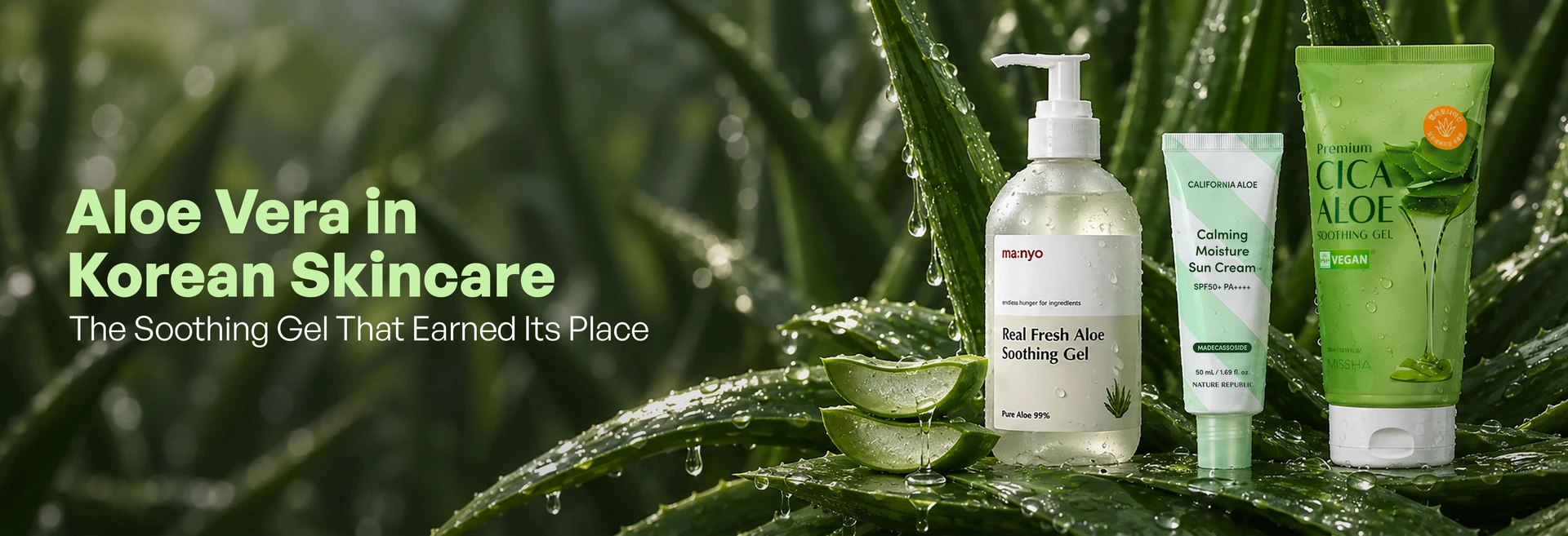 Aloe Vera in Korean Skincare: The Soothing Gel That Earned Its Place